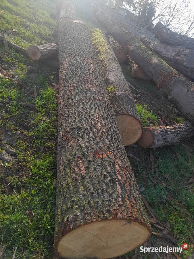Drewno kłody dębu tartaczne