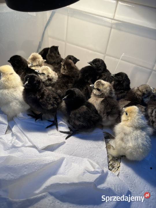 Sprzedam ayam cemani i siki USA Poznań