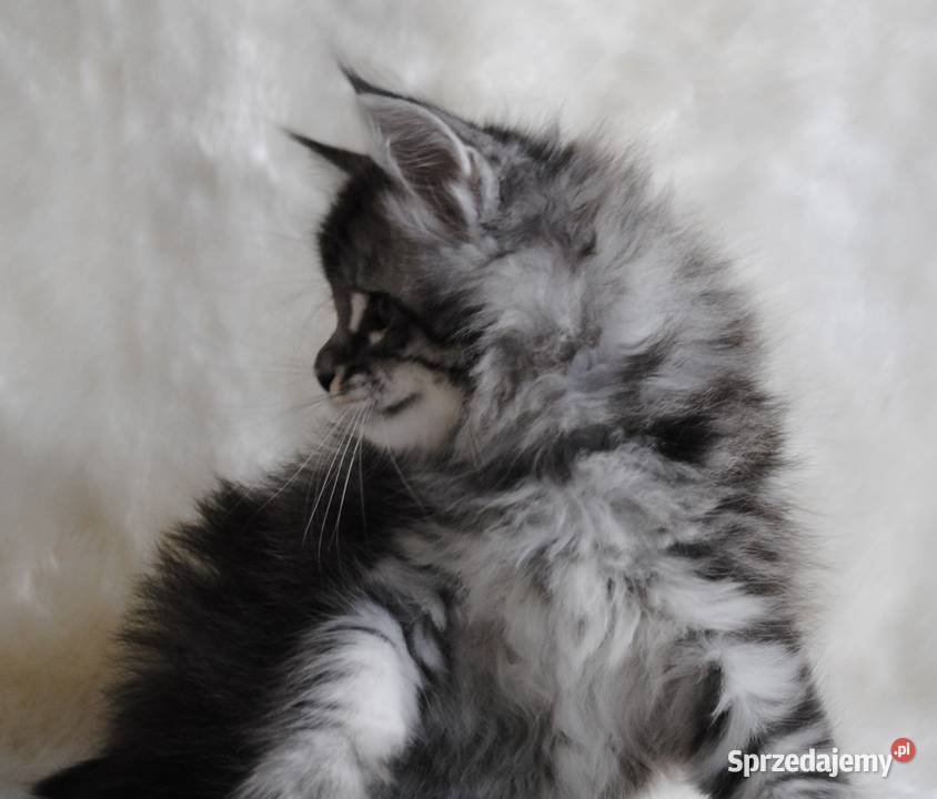 Piękny i duży kocurek maine coon do hodowli sprzedam