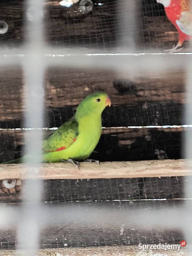 Papuga czerwonoskrzydła Czerwionka-Leszczyny