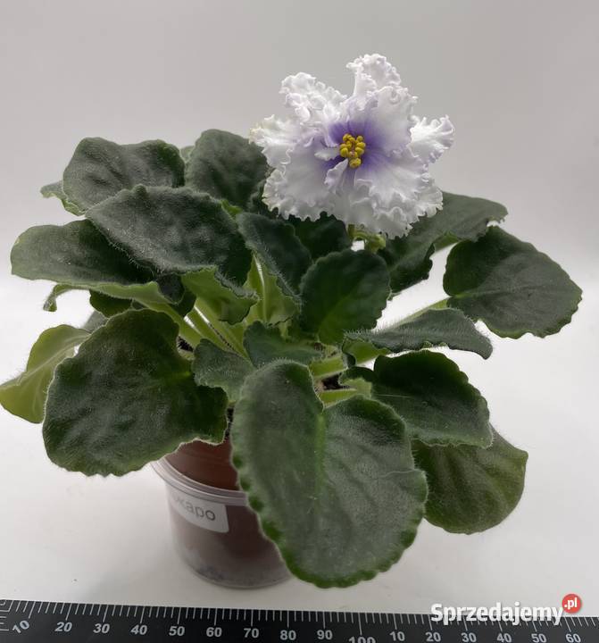 Fiołek afrykański kwitnąca sadzonka Jędrzejów
