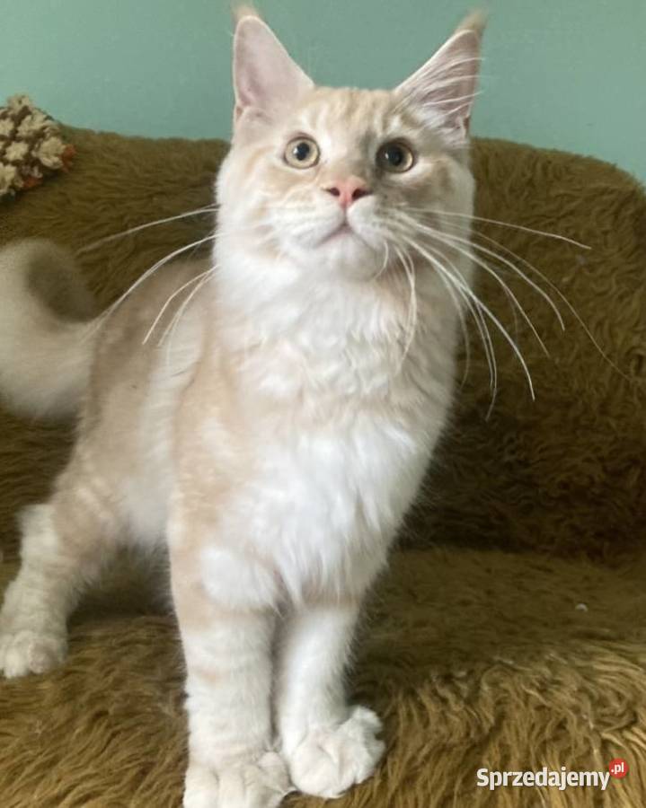 Maine Coon kocurki importach Linia Shaded Zwierzęta Wińsko