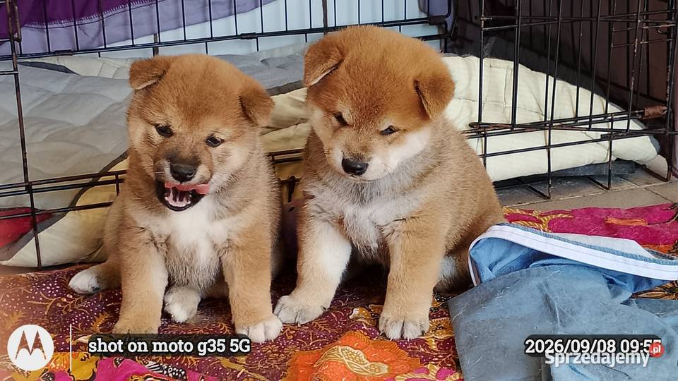 Rezerwacje na dwoje szczeniąt rasy Shiba Inu Bychawka Trzecia