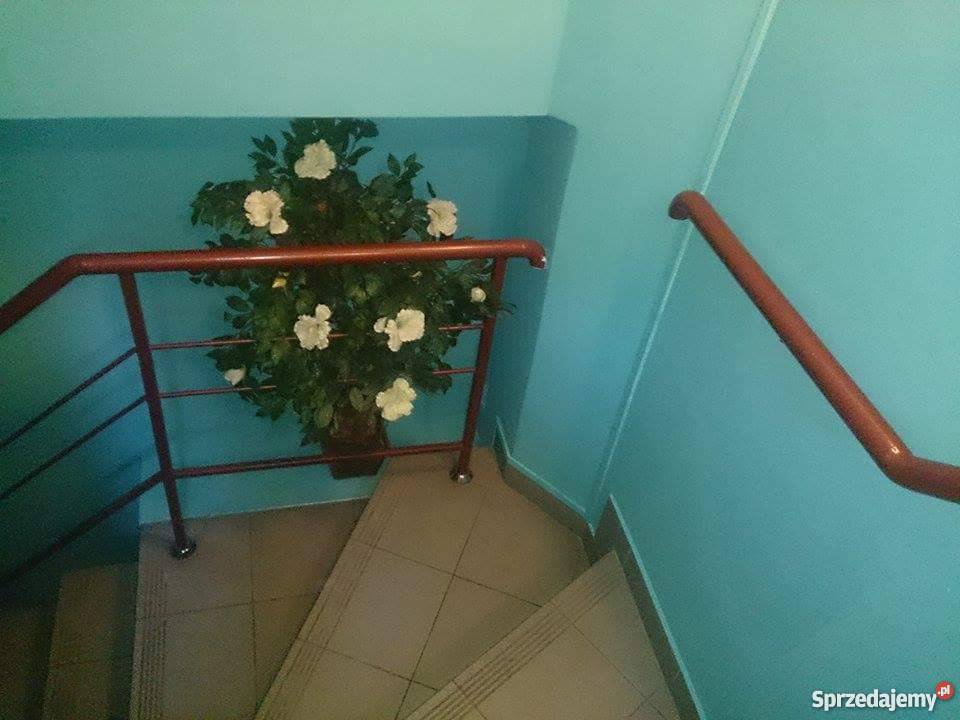 Sprzedam Sklep Zoologiczny łódzkie