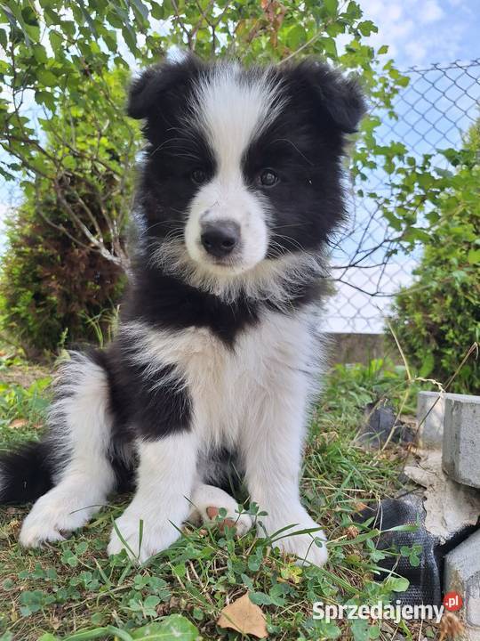 Suczki Border collie gotowe do odbioru Dydnia