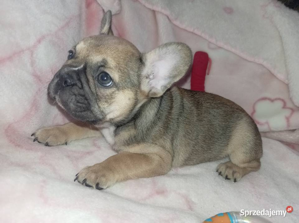 Buldog francuski szczenię Legionowo