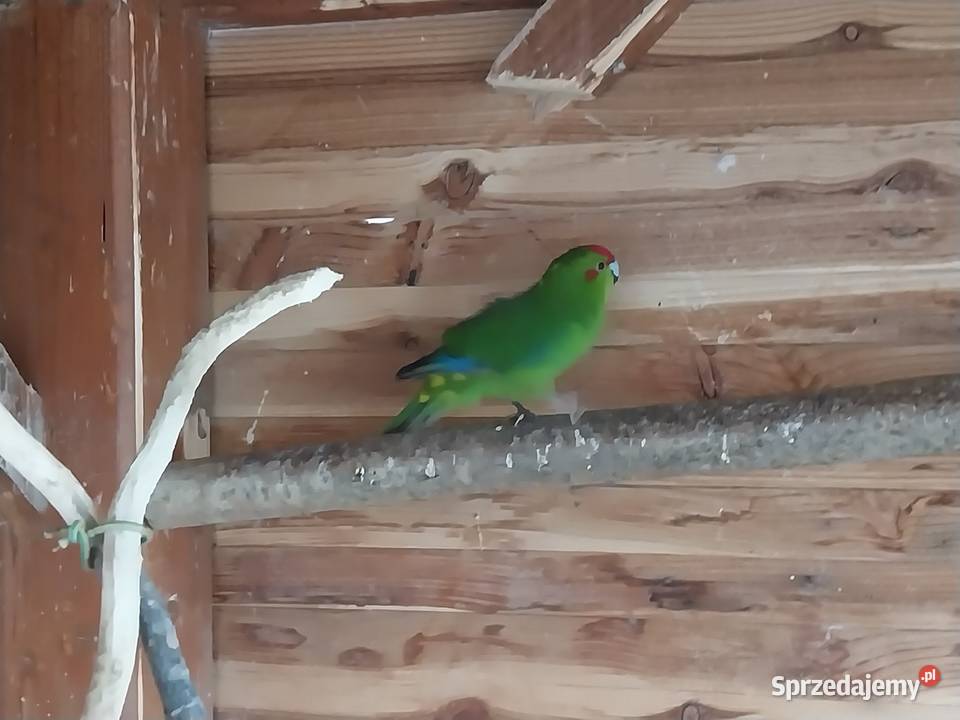 Sprzedam nimfy i modrolotki małopolskie Bobowa