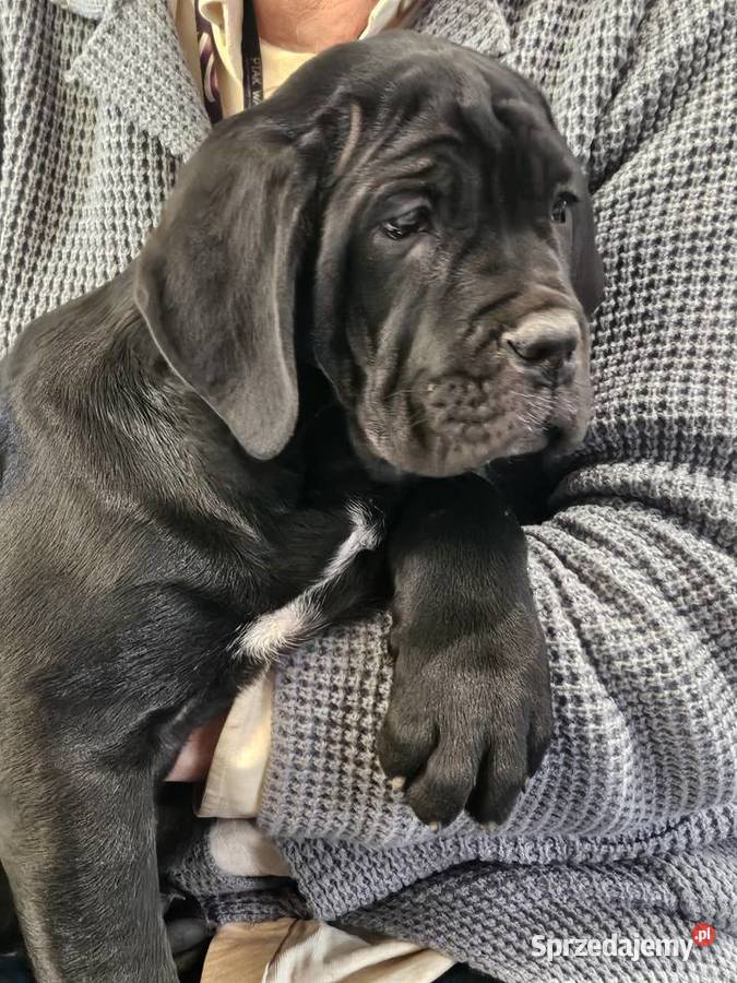 Cane Corso szczenięta 10 tygodni czarne mazowieckie Strzeniówka