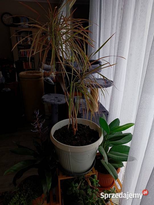 dracena obrzeżona do pilnej sprzedaży wielkopolskie Poznań