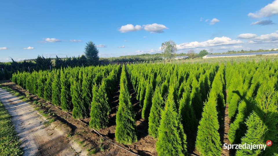 Tuja SzmaragdThuja Smaragd 180200 SUPER JAKOŚĆ mazowieckie Warszawa sprzedam