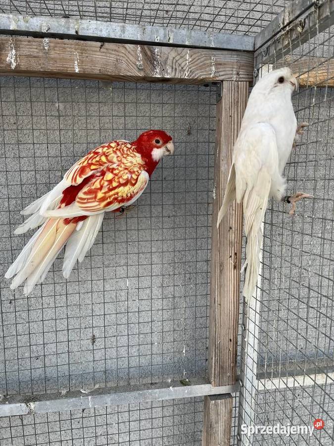 Rozelle królewskie 2025r Sośnicowice