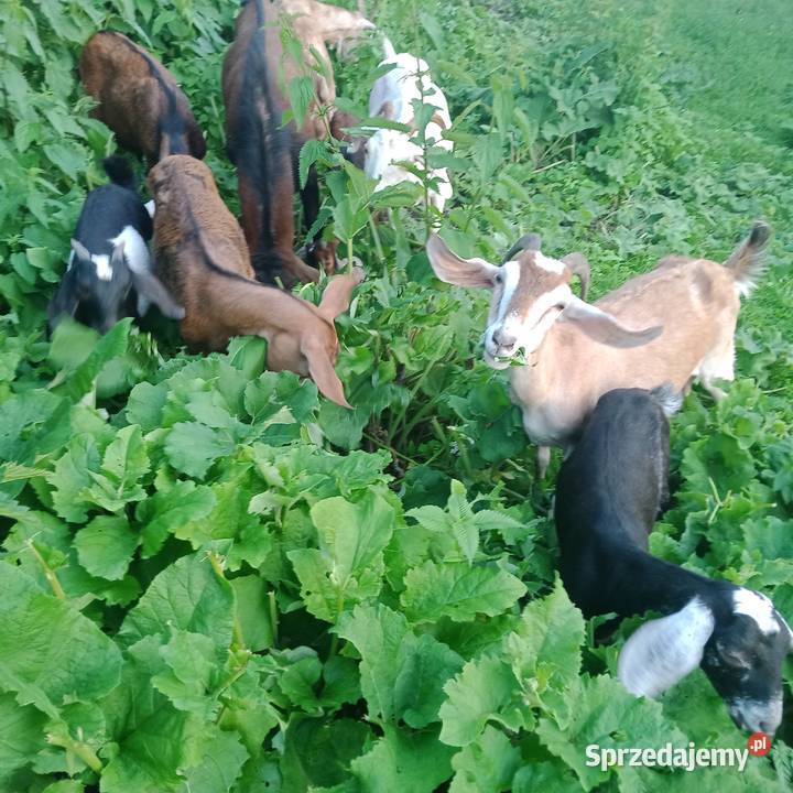 Sprzedam Koziołki i Kozy Anglonubijskie Zwoleń
