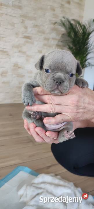Buldog francuski szczeniak podkarpackie Ropczyce sprzedam
