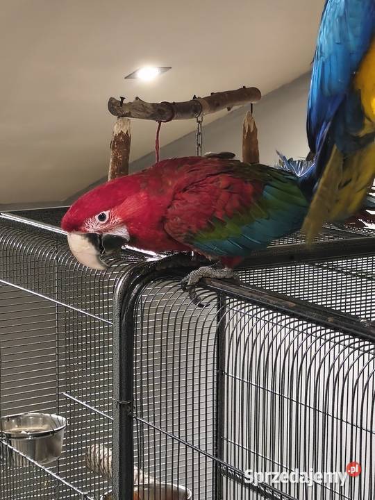 Ara Chloroptera Olkusz