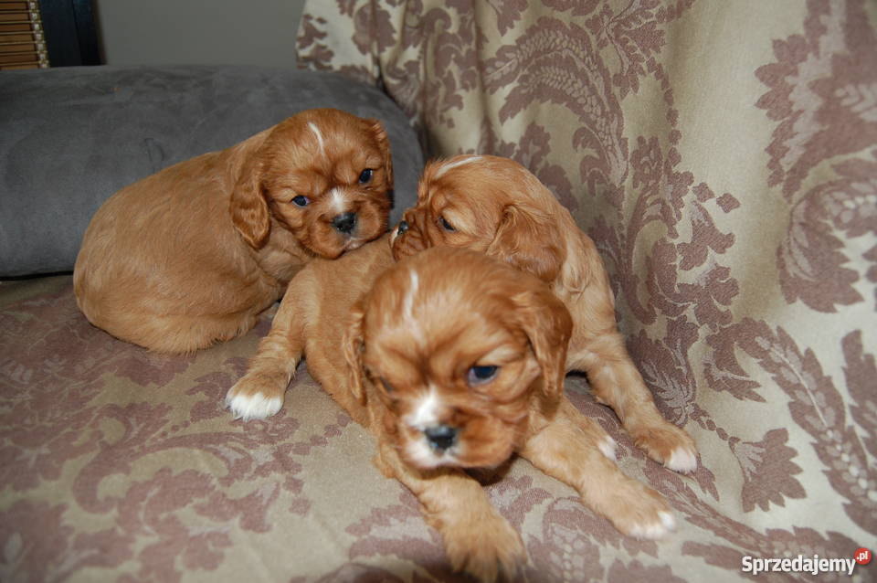 Cavalier King Charles Spaniel Szczenięta mazowieckie Sulejówek