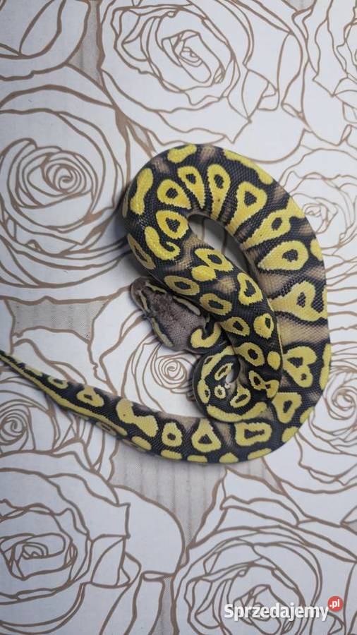 Wąż pyton królewski python regius samica Gady i płazy sprzedam