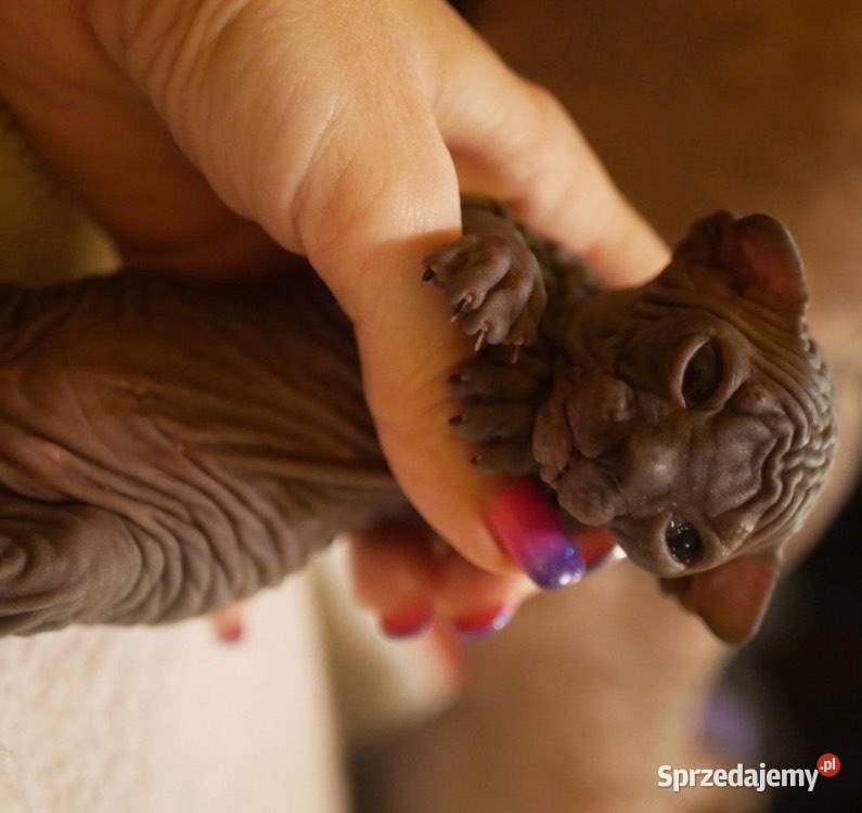 Sphynx Sfinks Wyjątkowy przeKochany super Warszawa