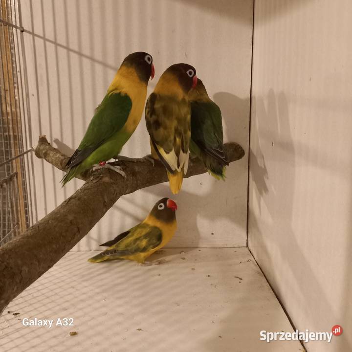 Nierozłączki czarnogłowe Garwolin