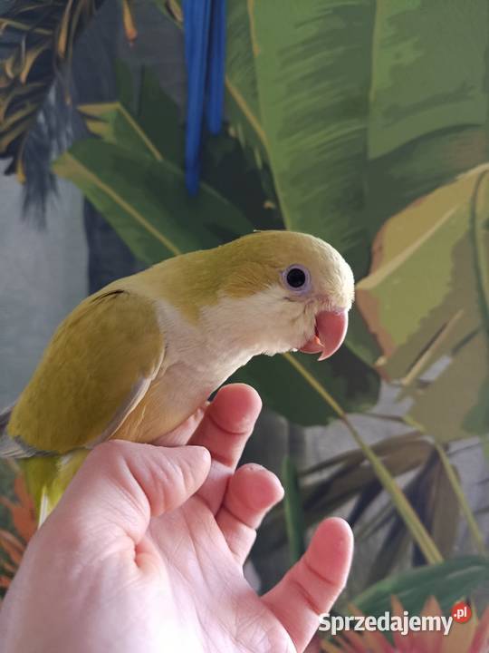 Papuga mnicha nizinna ręcznie karmiona oswojona Miastko