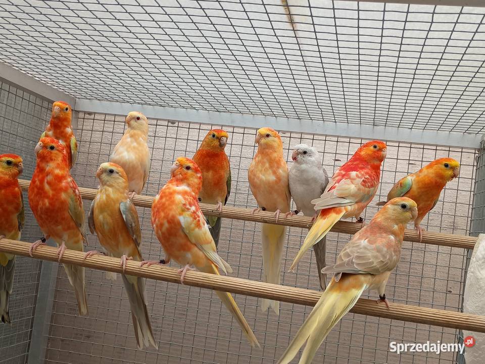 Świergotki Orange Kąty Wrocławskie