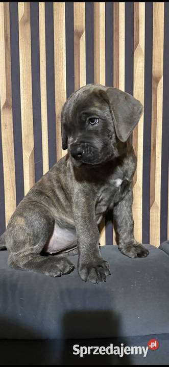 Cane corso Italiano Mogilno