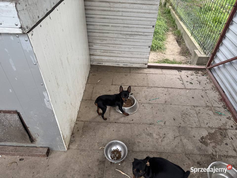 Ratlerek miniaturka suczka mazowieckie Wierzbica