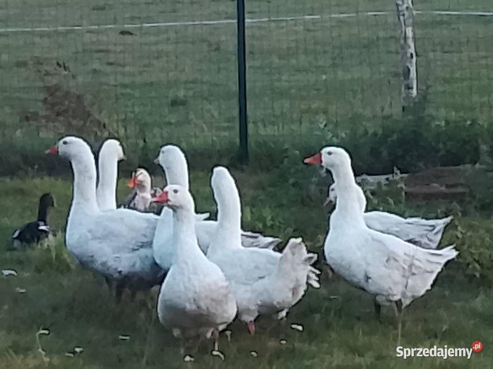 Gęsi żywe bądź tuszki sprzedam