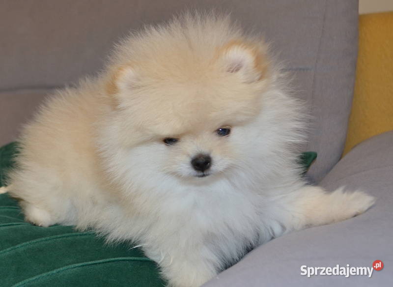 SZPIC MINIATUROWY POMERANIAN ŚLICZNY MALUTKI Warszawa