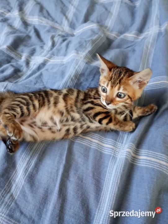 Sprzedam kotka Bengalskiego Gorzów Wielkopolski