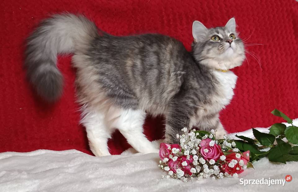 Koty Syberyjskie MELBA ZKolakowegoDomu Kwilcz