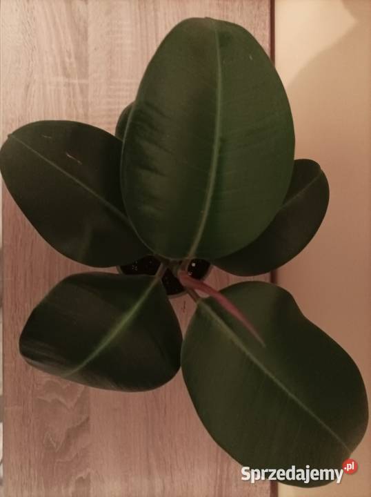 Figowiec sprężysty Ficus elastica