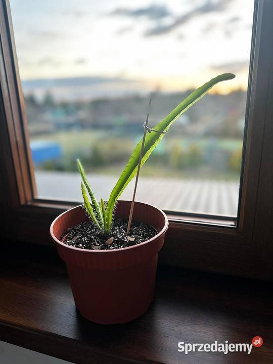 Smoczy owoc Pitaja Dragon Fruit Egzotyczny