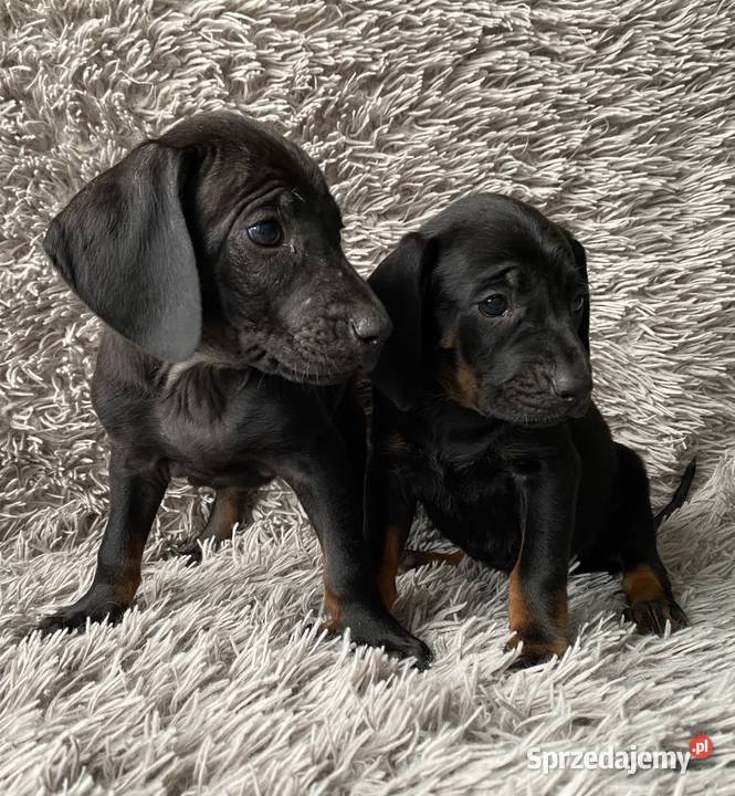 Gończy Polski Opole Lubelskie