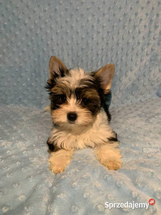 York biewer piękny samiec Gdynia