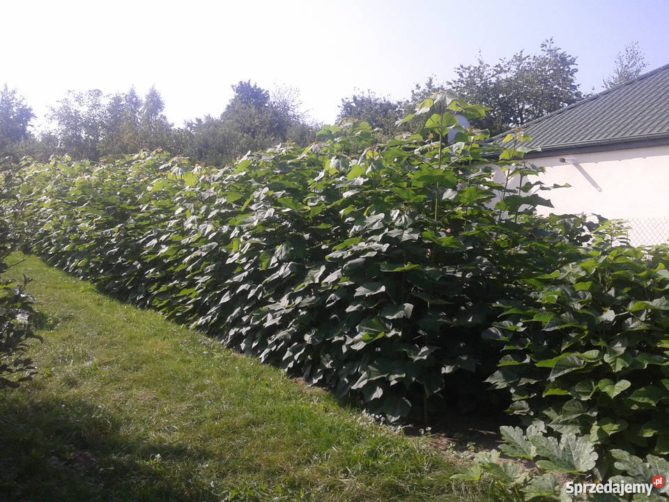 catalpa katalpa nieszczepiona lubelskie Puławy sprzedam