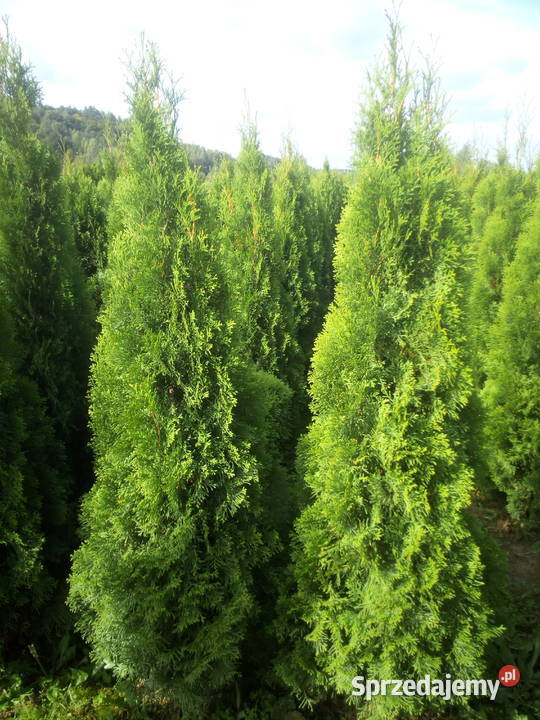 Tuja szmaragd tuje thuja smaragd szmaragdowa Warszawa