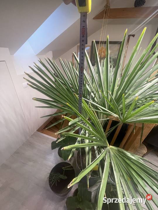 Trachycarpus fortunei 120 Roślina zachodniopomorskie Szczecin sprzedam