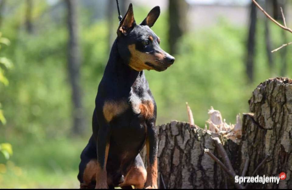 Reproduktor Pinczer Miniaturowy ZKWP fci Łochów