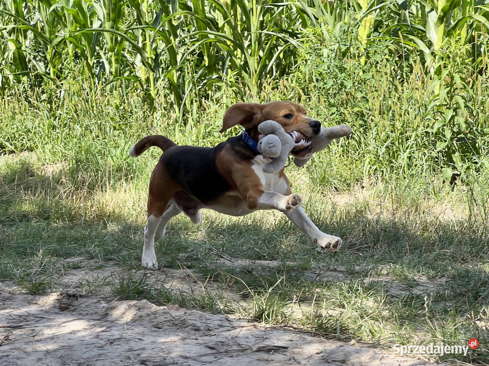 Beagle pies z Hodowli Championów100 znani Warszawa