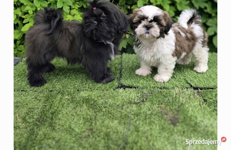 Shih tzu Płock