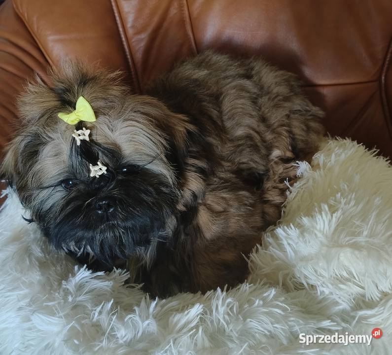 Shih tzu Suczka i Piesek Wałbrzych sprzedam
