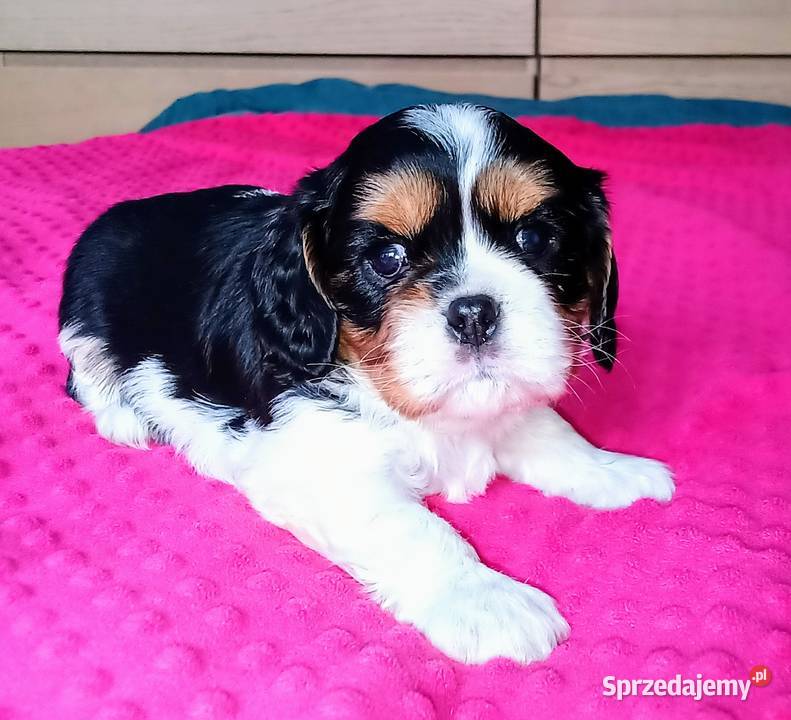 Piękny piesek Cavalier z rodowodem i wyprawką łódzkie