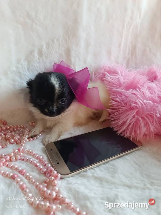 Chihuahua chłopiec samiec dlugowlosy kujawsko-pomorskie Inowrocław