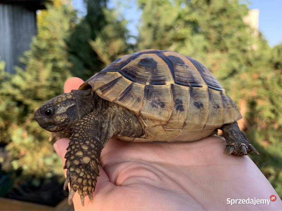 Żółw grecki żółwie greckie Warszawa sprzedam