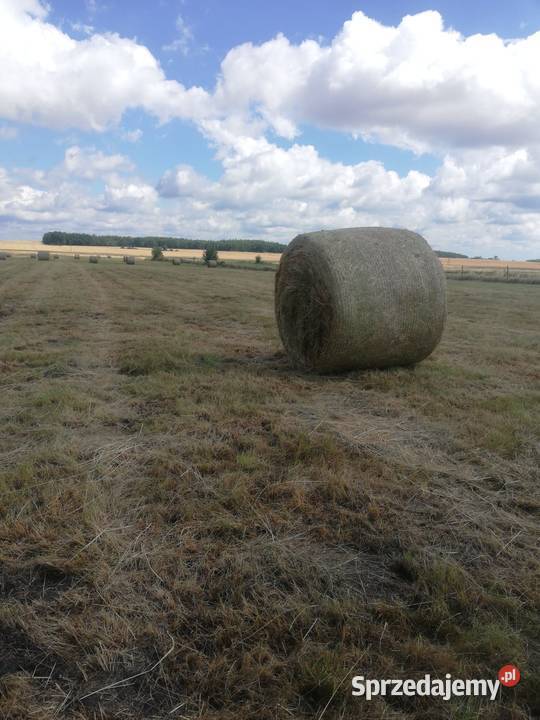 Sprzedam Siano Produkcja roślinna Datyń
