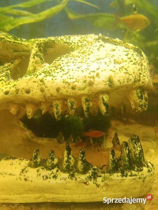 Mieczyki rybki akwariowe lubelskie Radawiec Duży