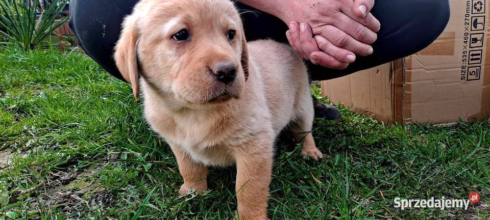 Labrador Retriever Labrador Macikowo