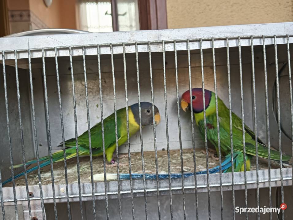 Aleksandretty Śliwogłowe Kalisz