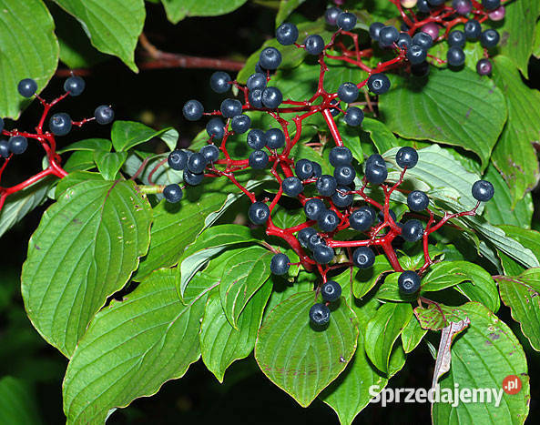 DEREŃ SKRĘTOLISTNY Cornus alternifolia NASIONA
