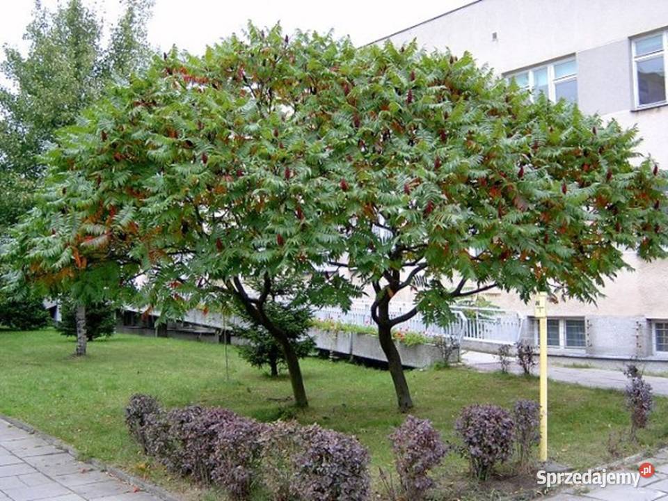 SUMAK OCTOWIEC Rhus thypina NASIONA 8000 sztuk Lubanie